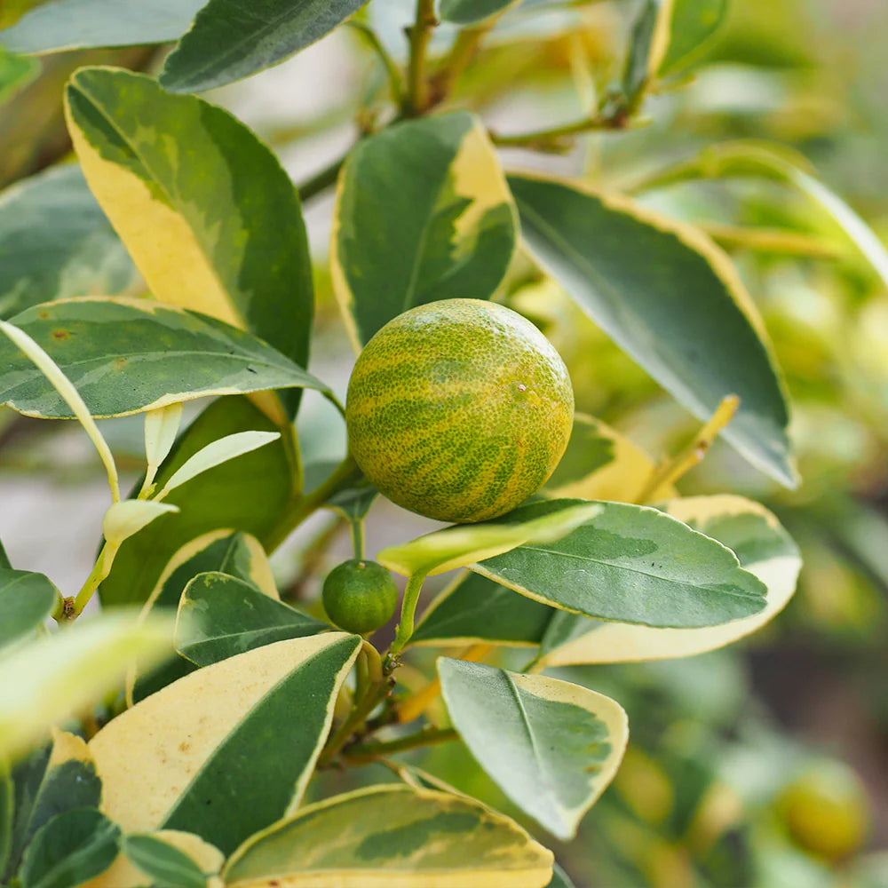 Lamai Aurantium, Citrus Lemon