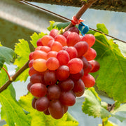 Vita de Vie Crimson Seedless, Vitis Vinifera, pentru masa, rosu