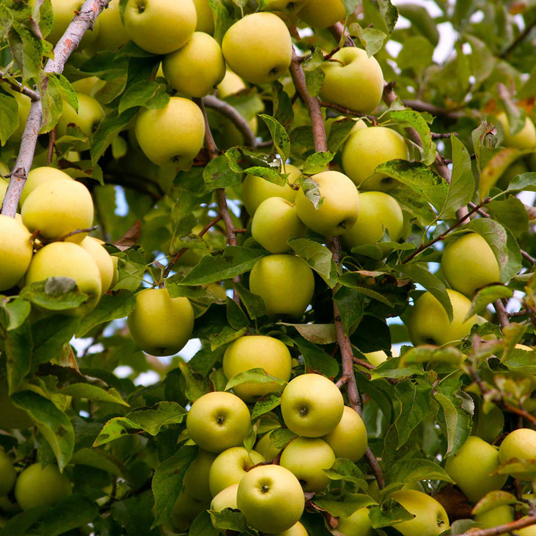 Mar Golden Delicious, Malus Domestica