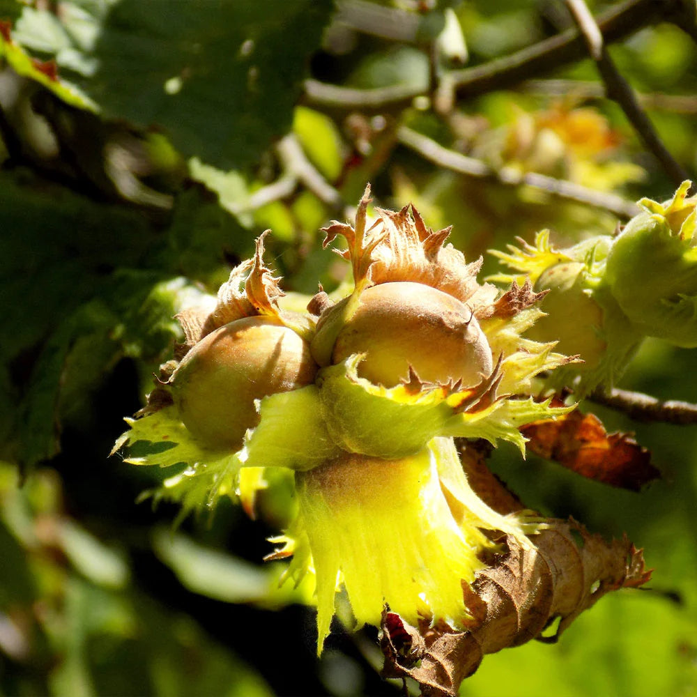 Alun de Padure, Corylus Avellana Tonda di Giffoni