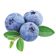 Afin Duke, Vaccinium Corymbosum Duke