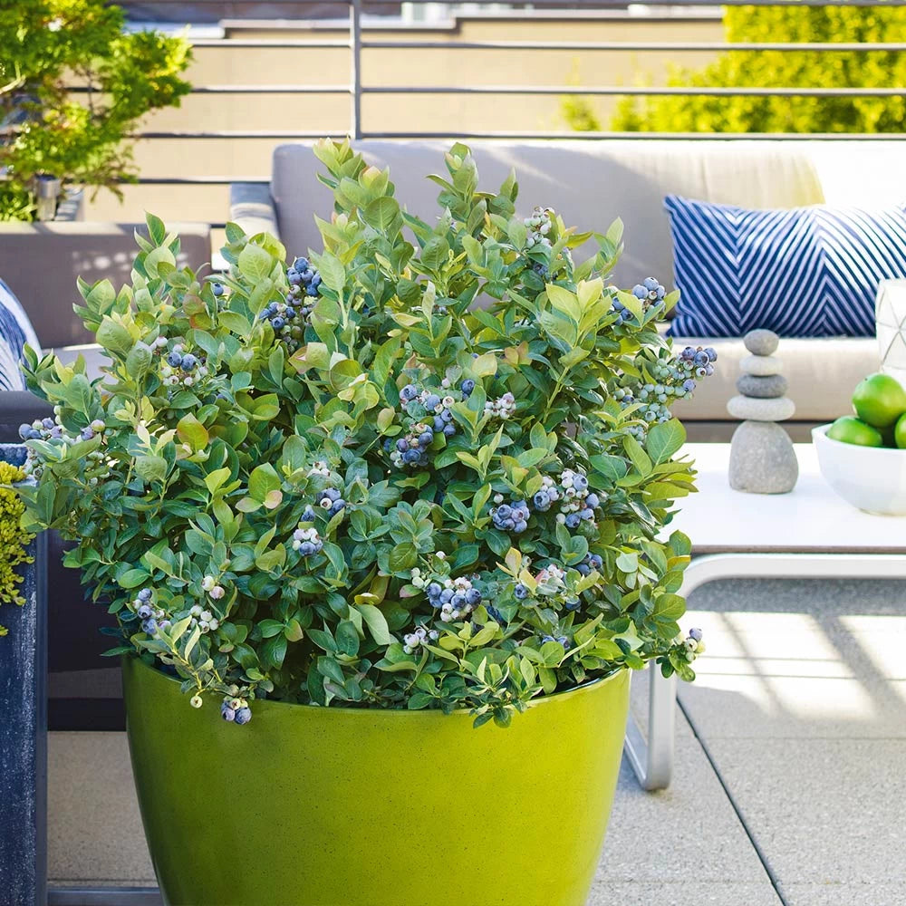 Afin Duke, Vaccinium Corymbosum Duke