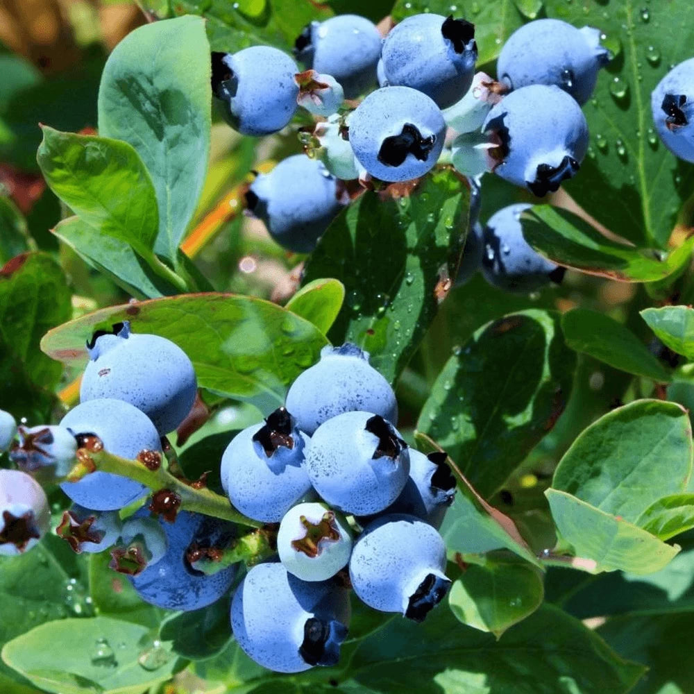 Afin Nelson, Vaccinium Corymbosum Nelson