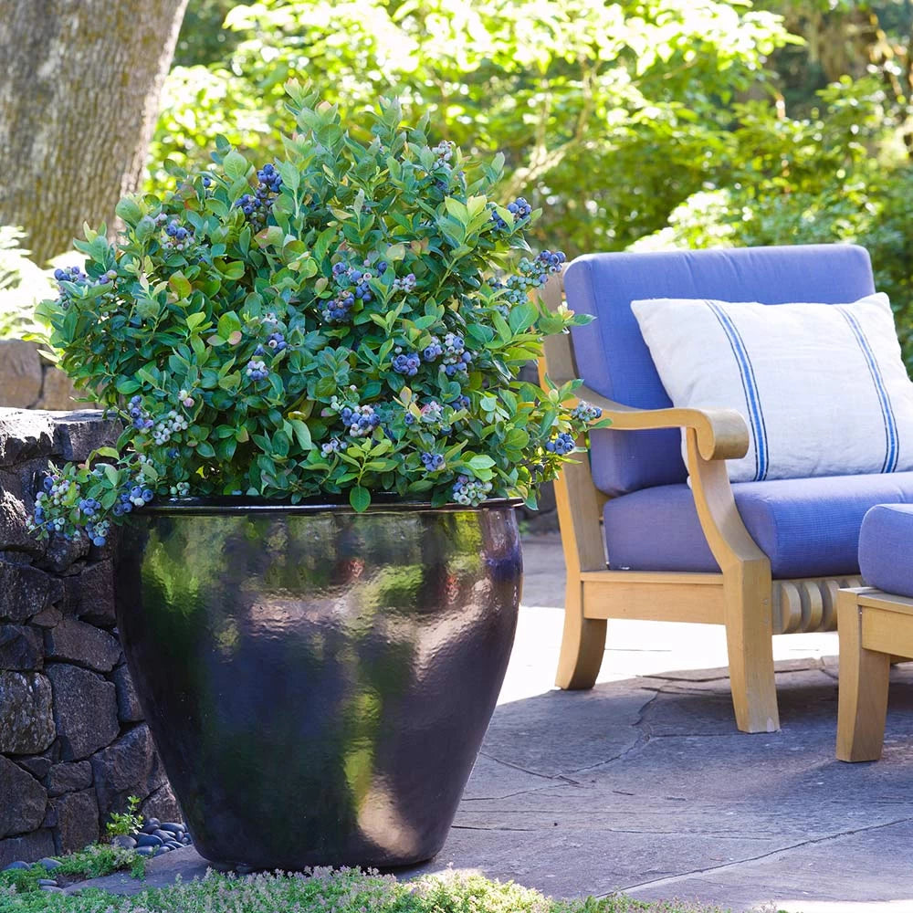 Afin Legacy, Vaccinum Corymbosum Legacy