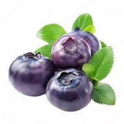 Afin Northland, Vaccinium Corymbosum Northland