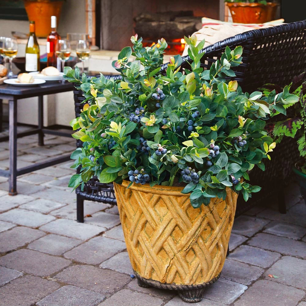 Afin Northland, Vaccinium Corymbosum Northland