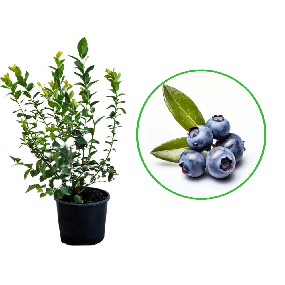 Afin Ozarkblue, Vaccinium Corymbosum Ozarkblue