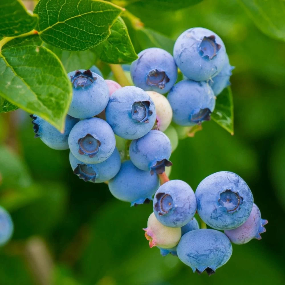 Afin Ozarkblue, Vaccinium Corymbosum Ozarkblue