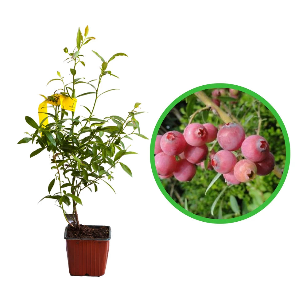 Afin Pink Blueberry, Vaccinium Corymbosum