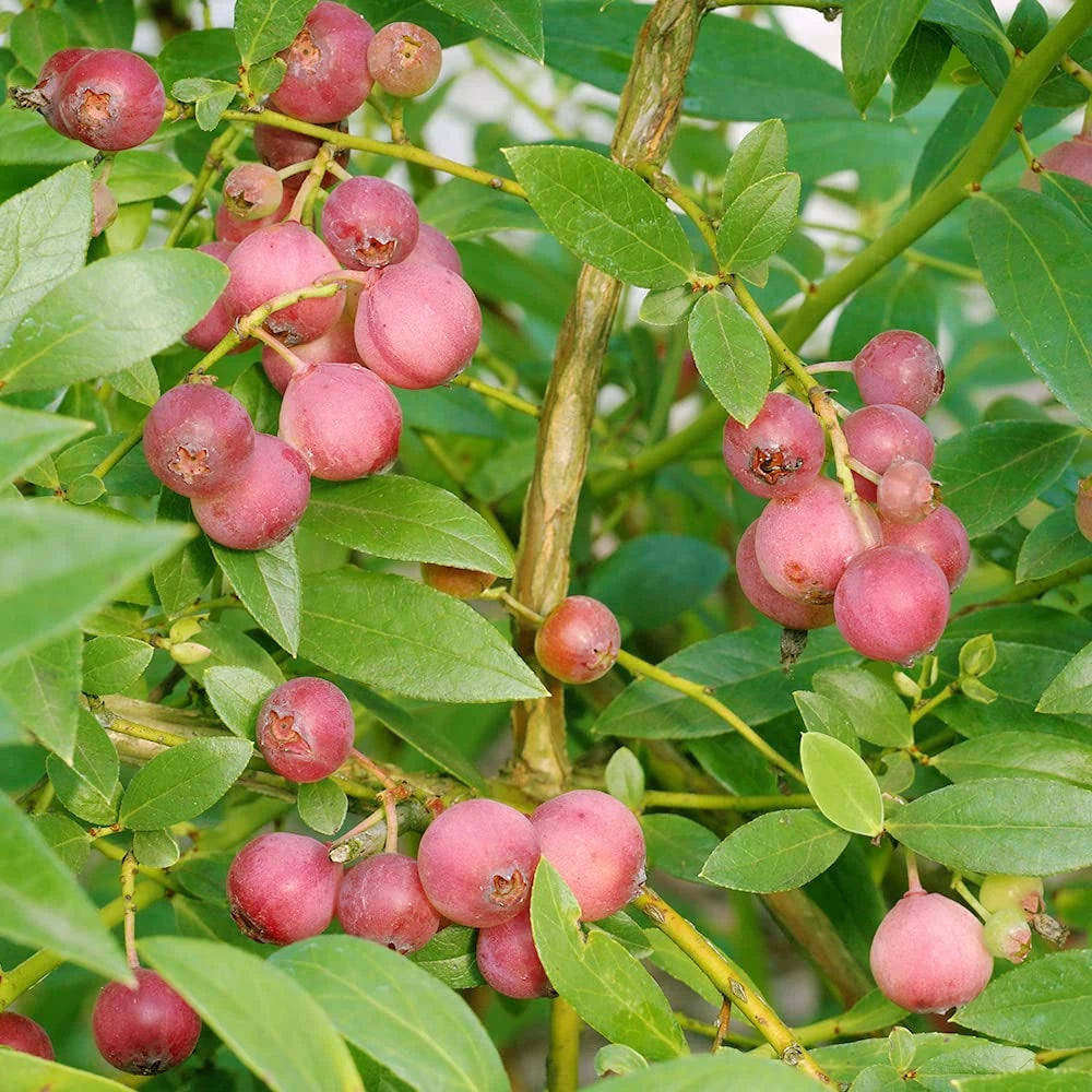 Afin Pink Lemonade, Vaccinium Corymbosum Pink Lemonade