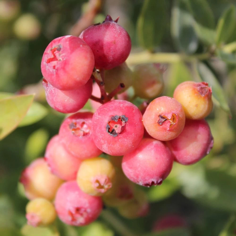 Afin Pink Lemonade, Vaccinium Corymbosum Pink Lemonade