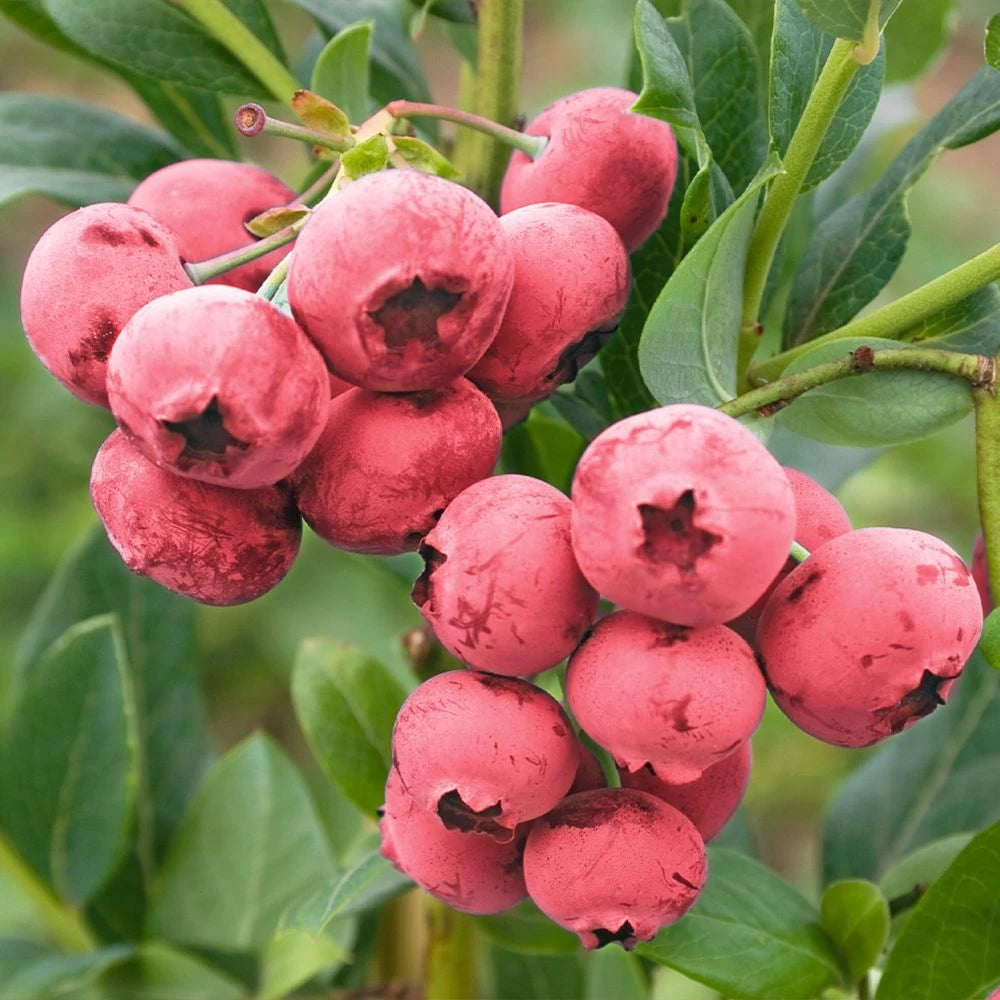 Afin Pink Lemonade, Vaccinium Corymbosum Pink Lemonade