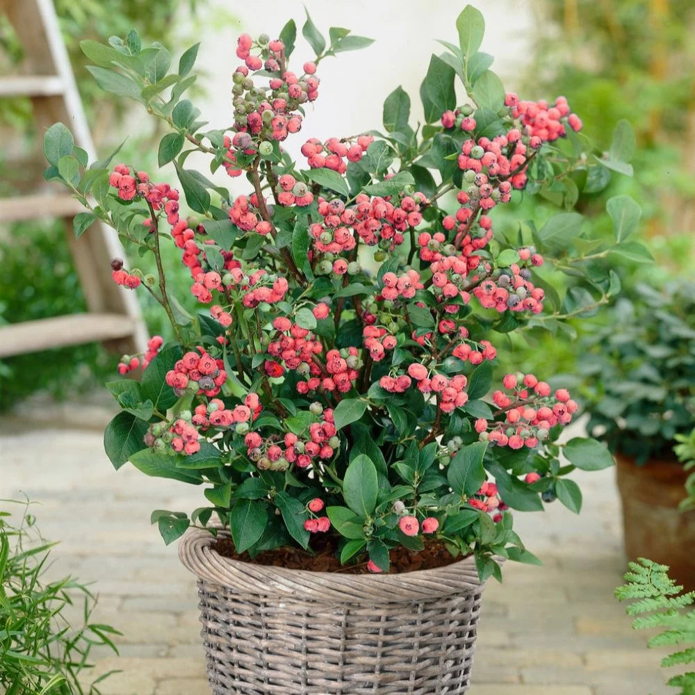 Afin Pink Lemonade, Vaccinium Corymbosum Pink Lemonade