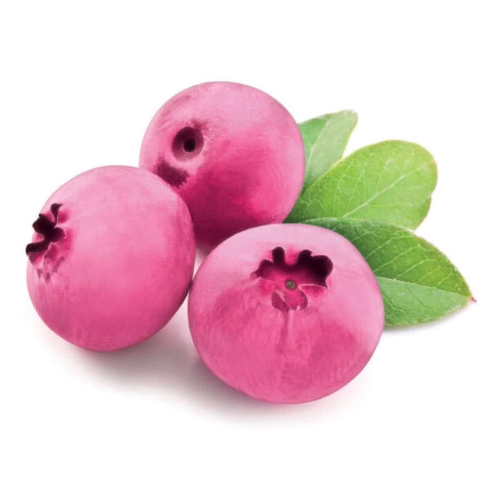 Afin Pink Lemonade, Vaccinium Corymbosum Pink Lemonade