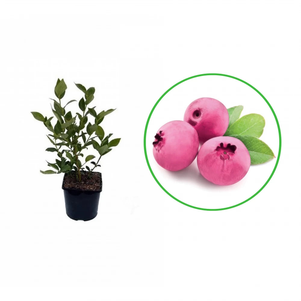 Afin Pink Lemonade, Vaccinium Corymbosum Pink Lemonade