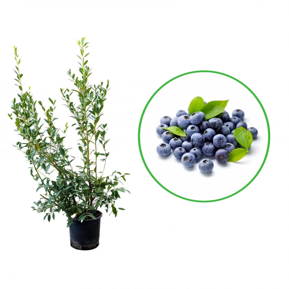 Afin, Vaccinium Corymbosum