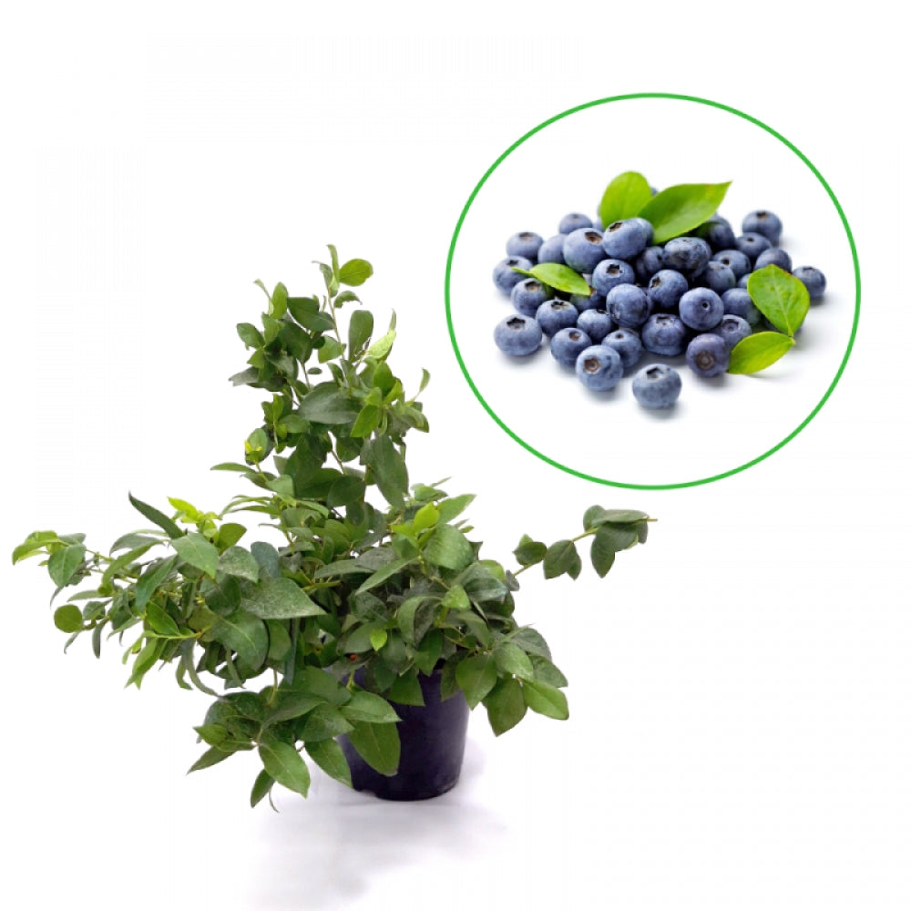 Afin, Vaccinium Corymbosum