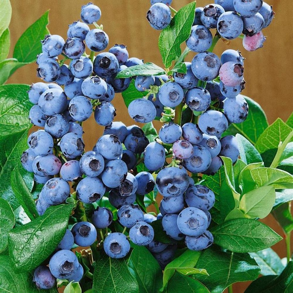 Afin Ozarkblue, Vaccinium Corymbosum Ozarkblue