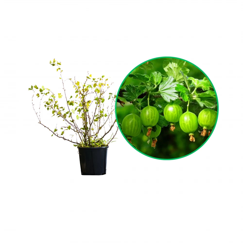 Agris Hinnonmaki, Ribes Grossularia Hinnonmaki