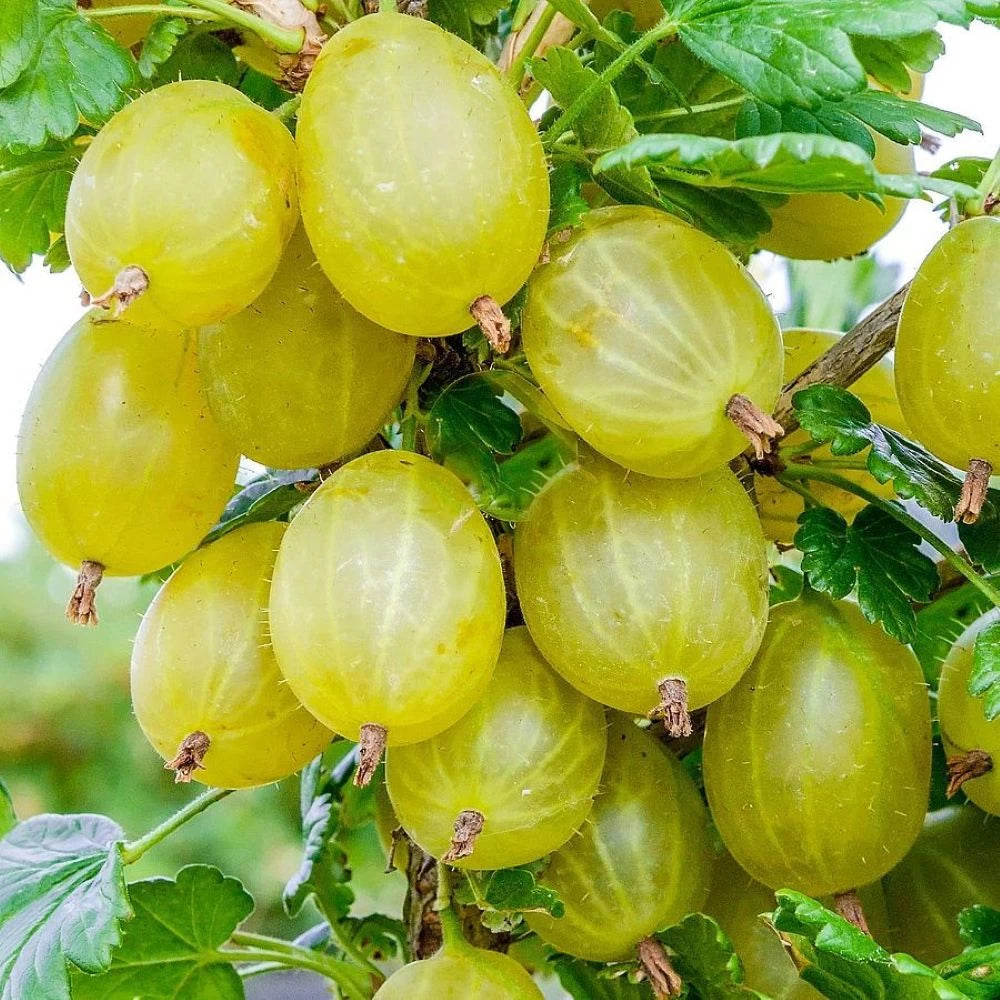 Agris White Smith, Ribes Grossularia White Smith