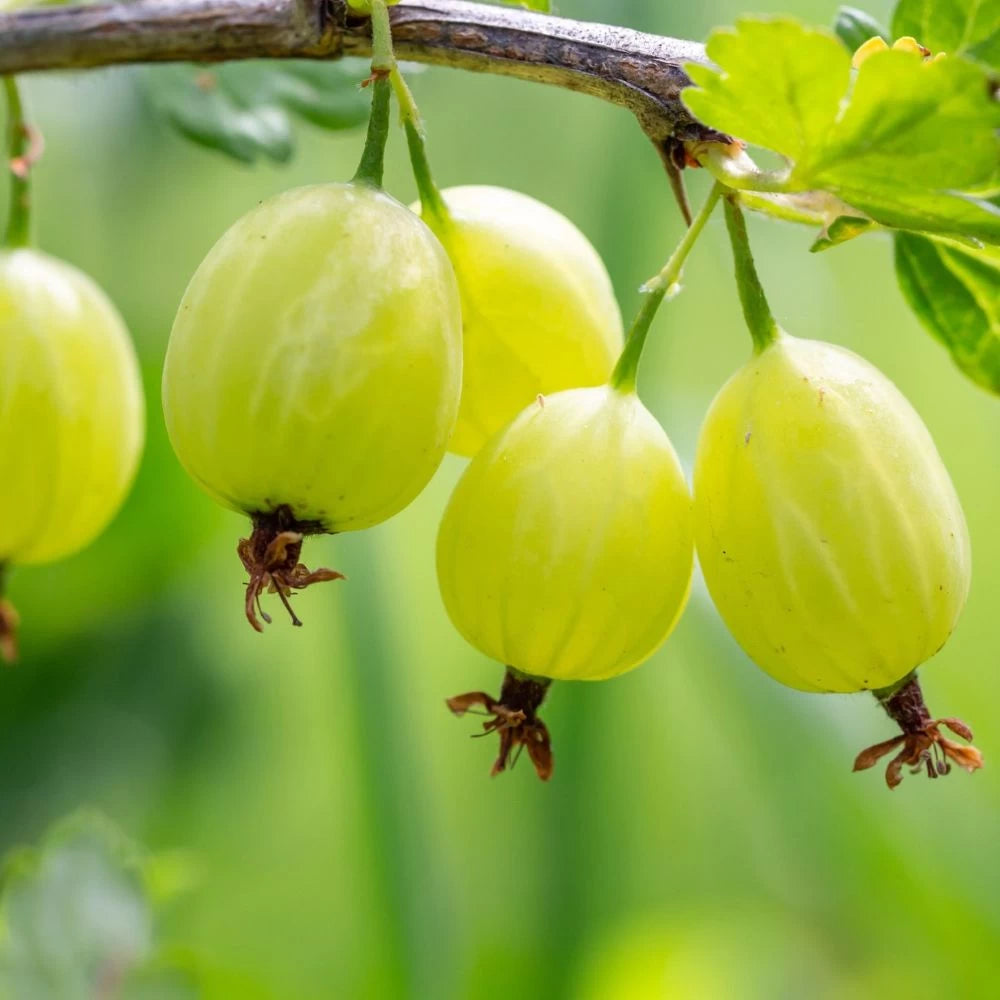 Agris White Smith, Ribes Grossularia White Smith