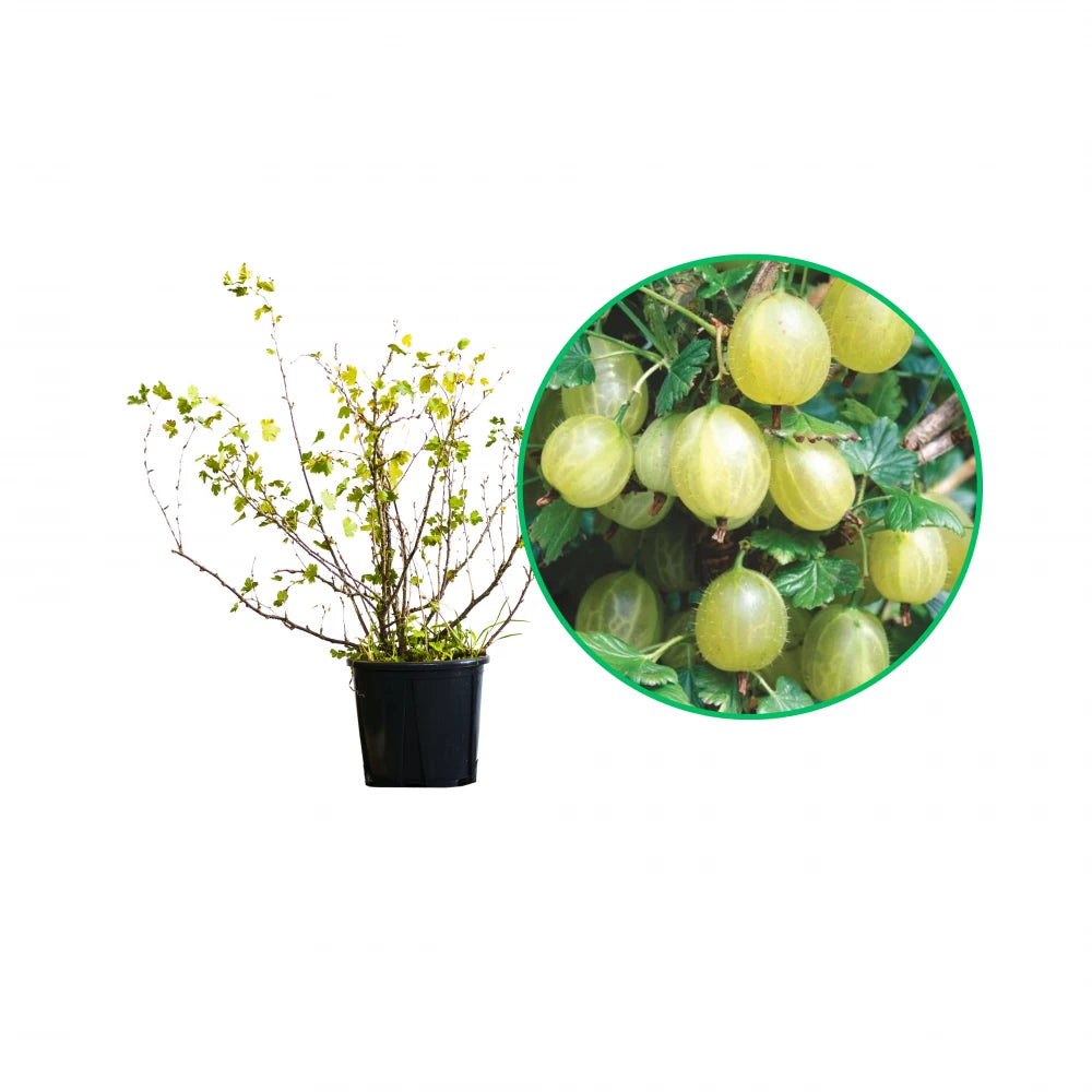 Agris White Smith, Ribes Grossularia White Smith