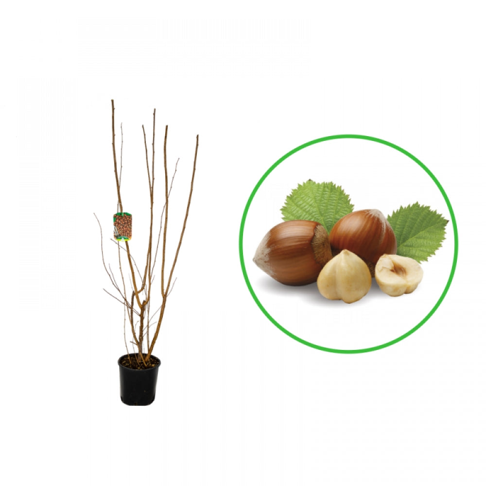 Alun de Padure, Corylus Avellana