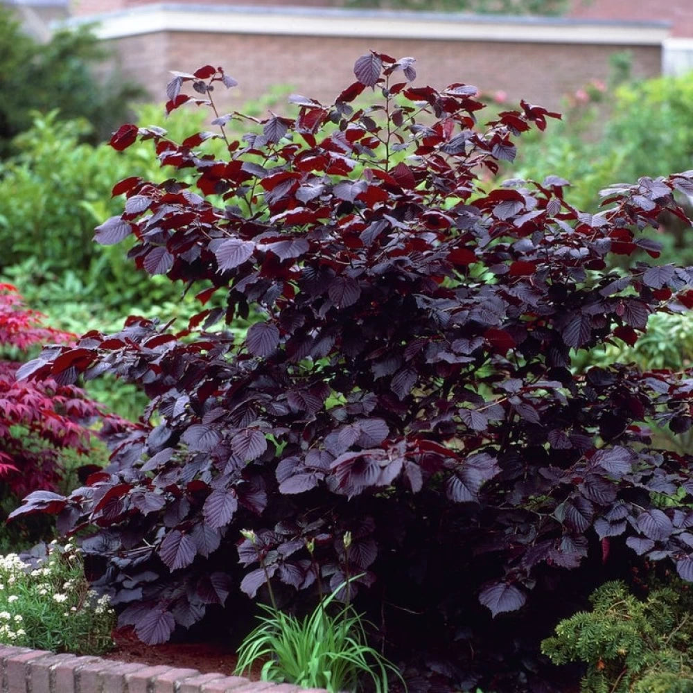 Alun de Padure Rosu, Corylus Avellana Maxima Purpurea