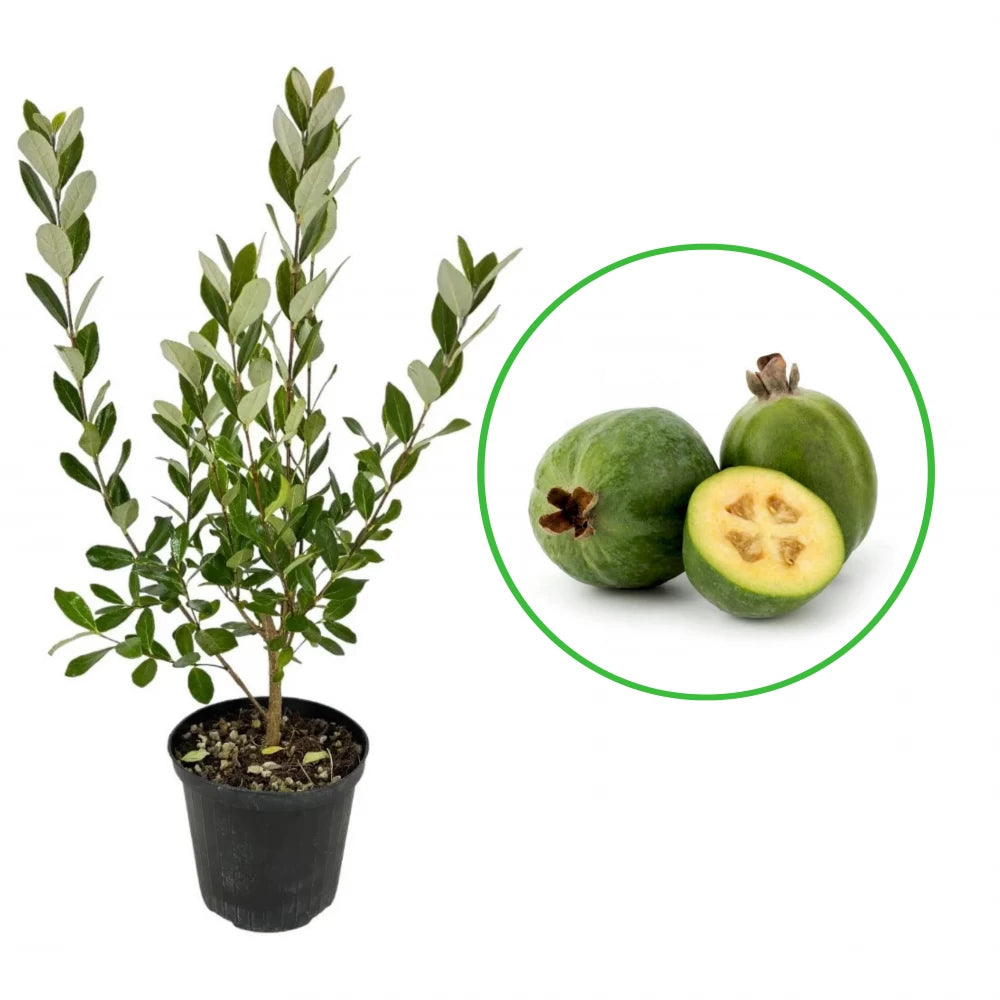 Ananas Guava Mamut, Feijoa Sellowiana