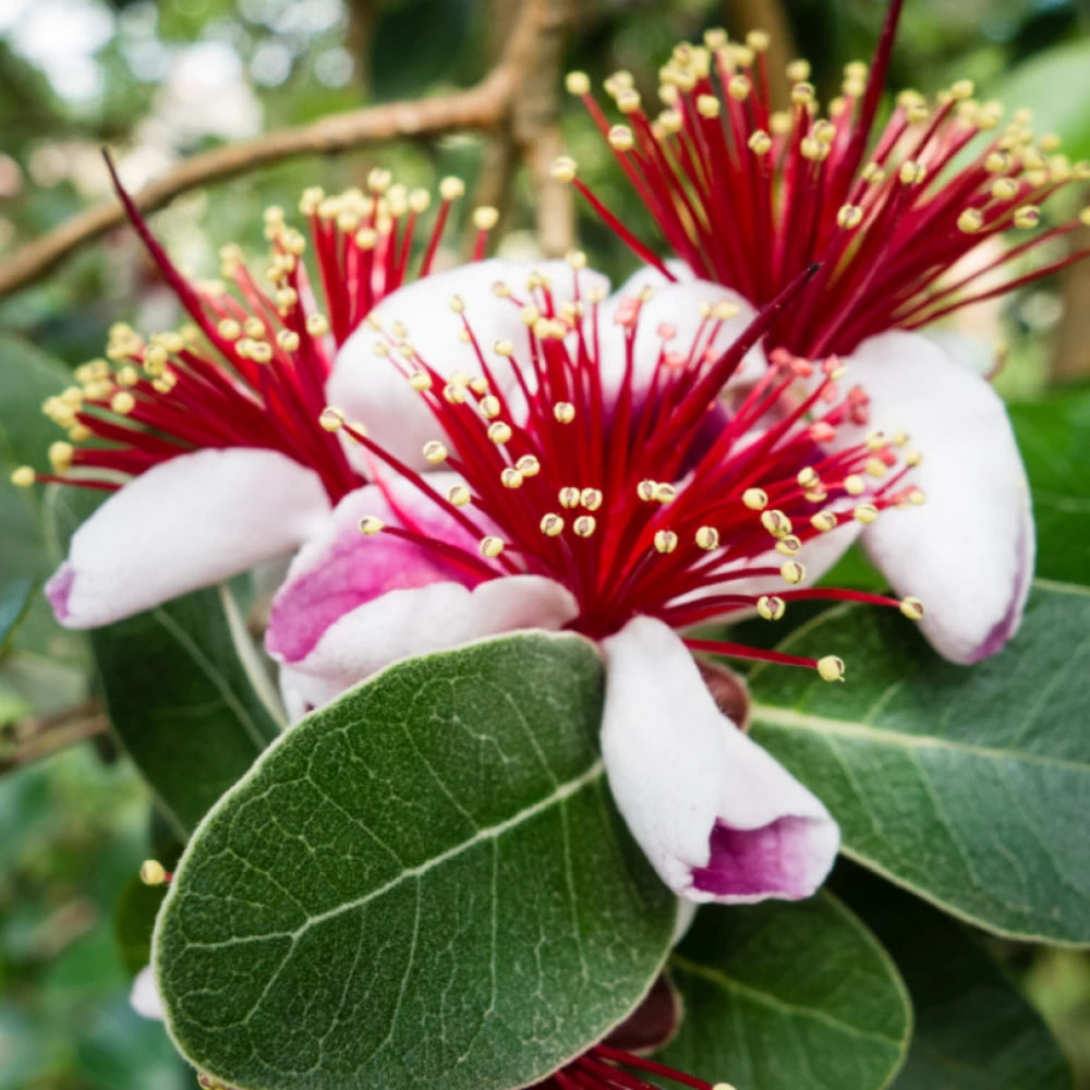Ananas Guava Mamut, Feijoa Sellowiana