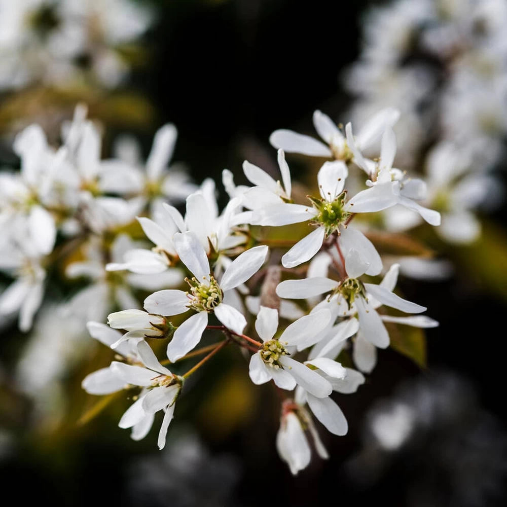 Arborele de Stafide, Amelanchier Canadensis