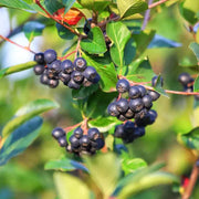 Scorus Negru Amit, Aronia Mitschurini Amit