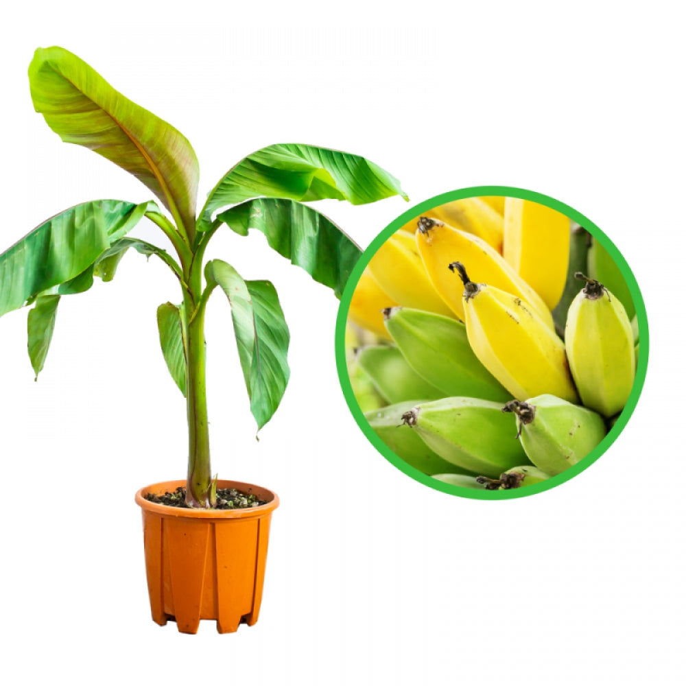 Bananier Pitic Asiatic, Musa Acuminata