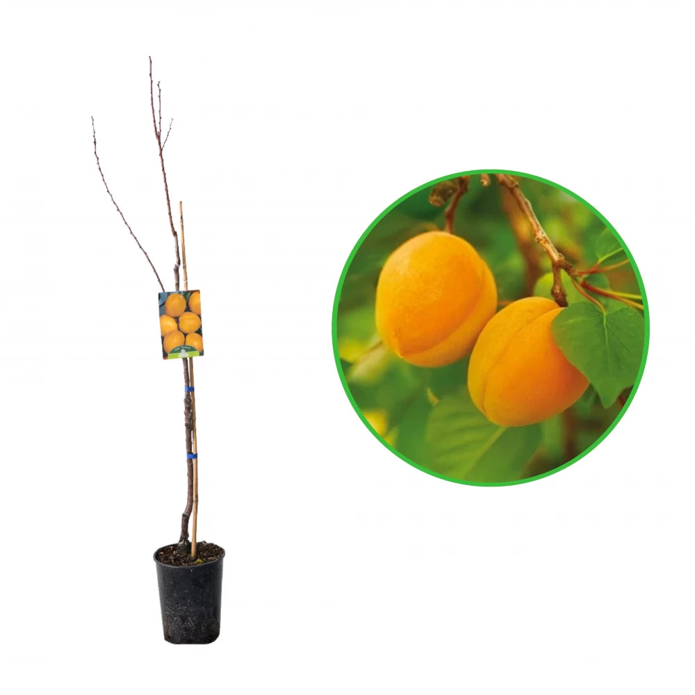 Cais Baracca, Prunus Armeniaca