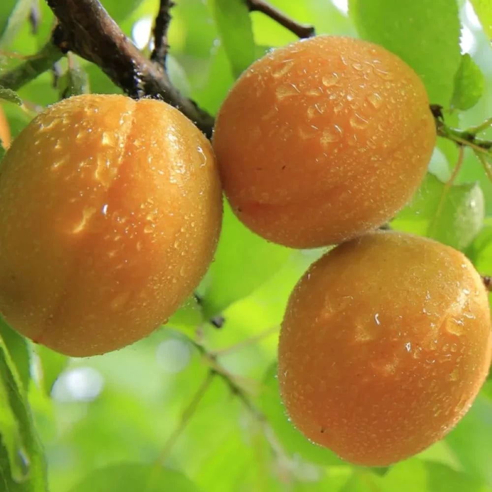 Cais Baracca, Prunus Armeniaca