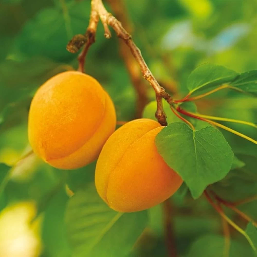 Cais Baracca, Prunus Armeniaca