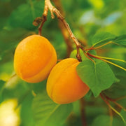 Cais Baracca, Prunus Armeniaca