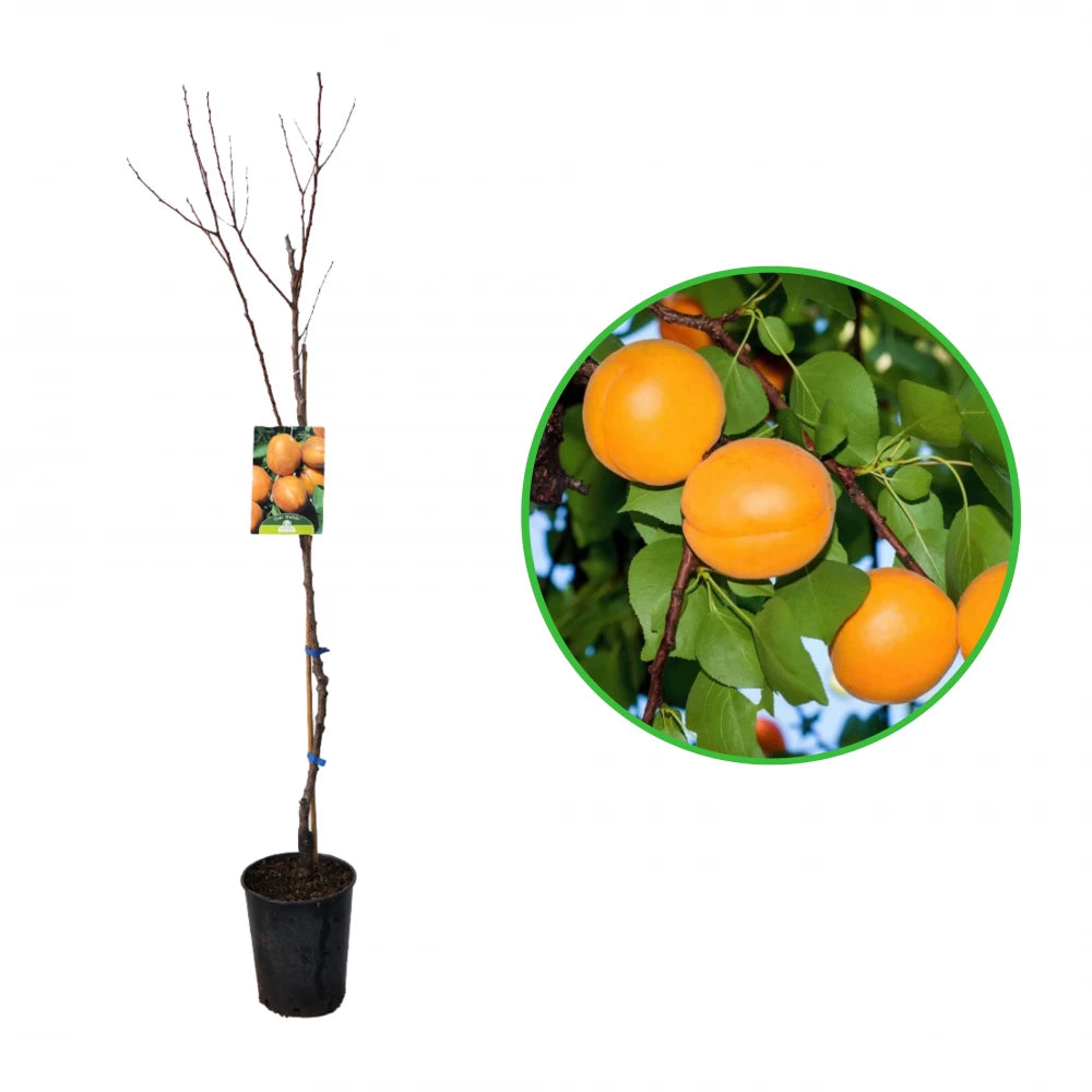 Cais Bulida, Prunus Armeniaca