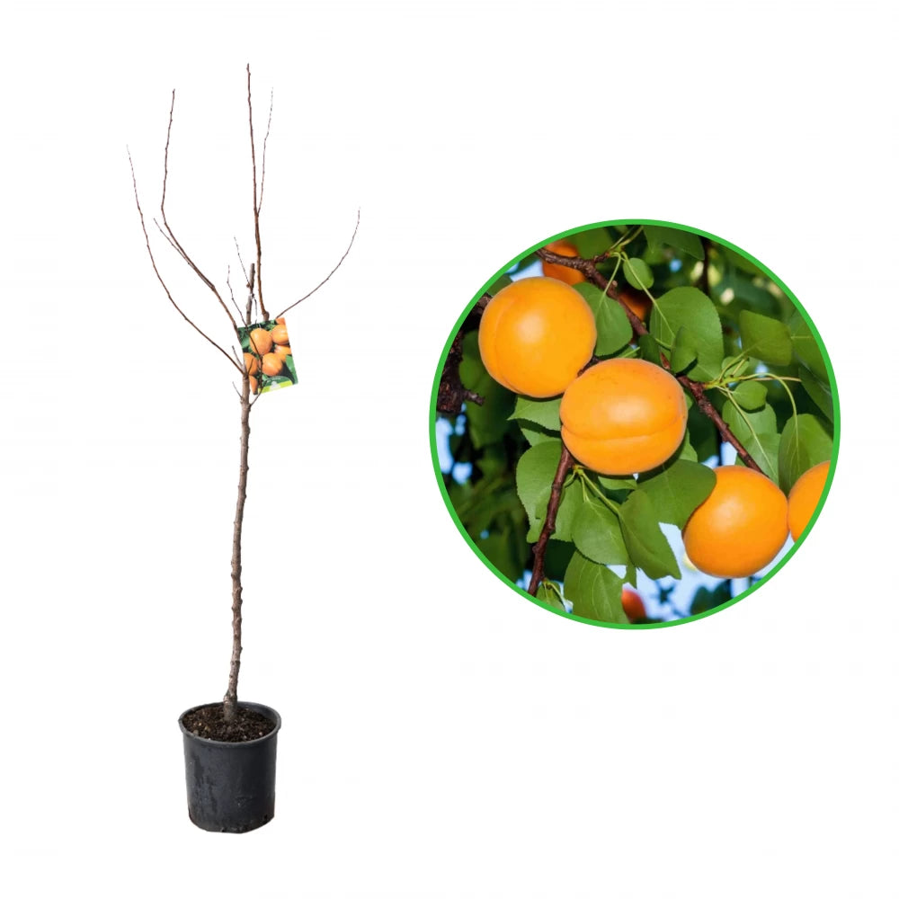 Cais Bulida, Prunus Armeniaca