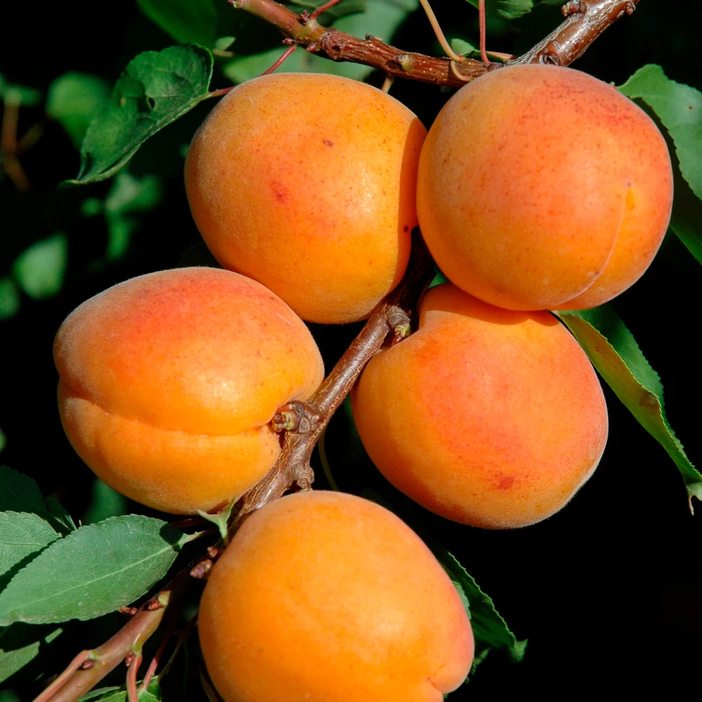 Cais Cafona, Prunus Armeniaca