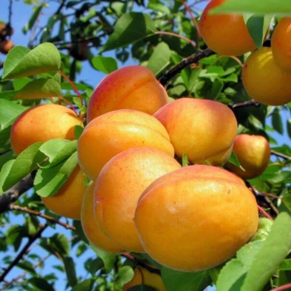 Cais Cafona, Prunus Armeniaca