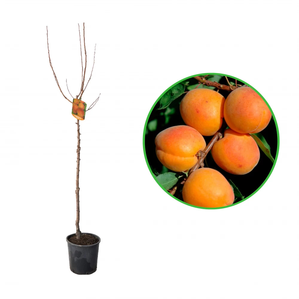 Cais Cafona, Prunus Armeniaca