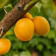 Cais Di Carpentras, Prunus Armeniaca
