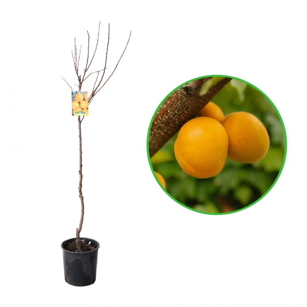 Cais Di Carpentras, Prunus Armeniaca