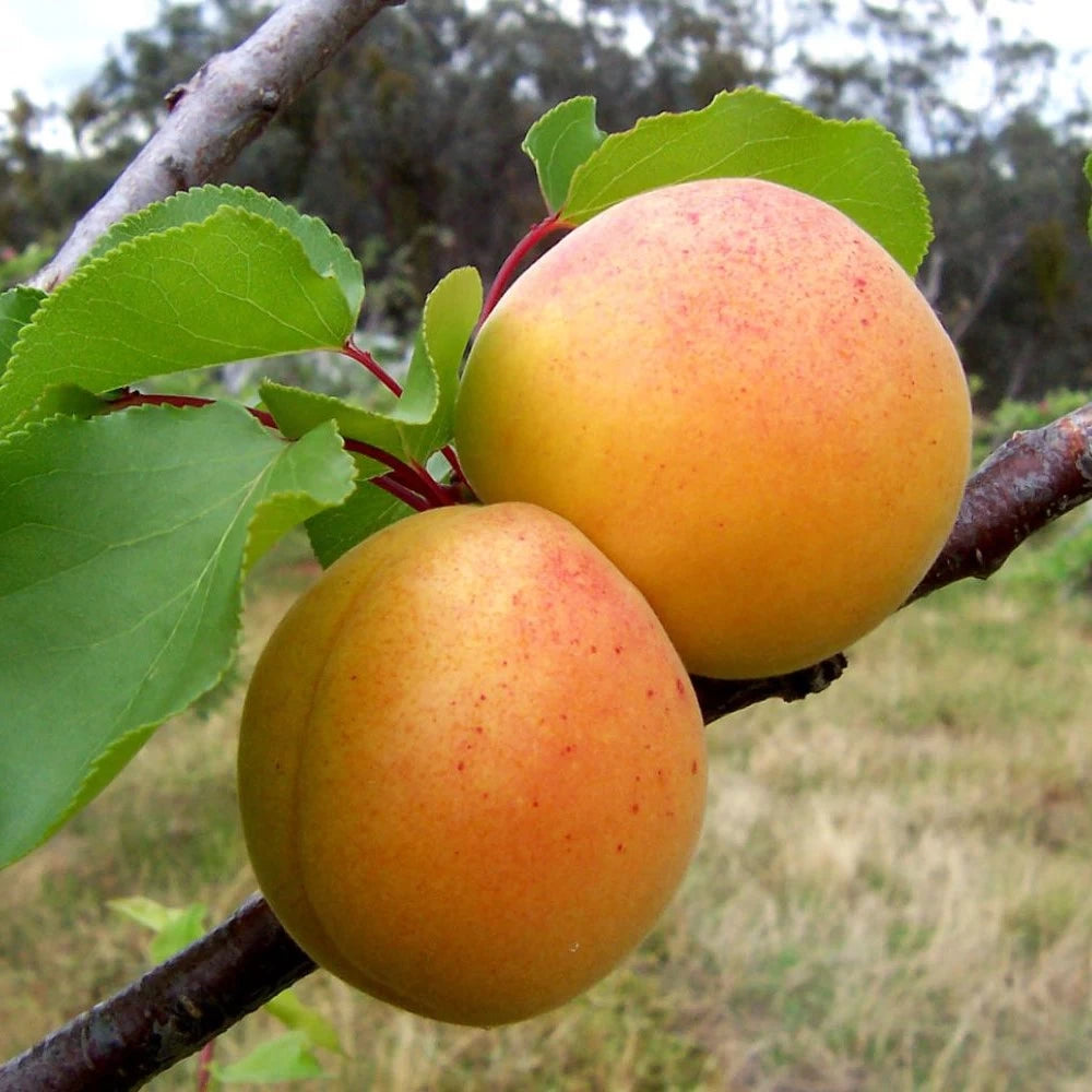 Cais Goldrich, Prunus Armeniaca
