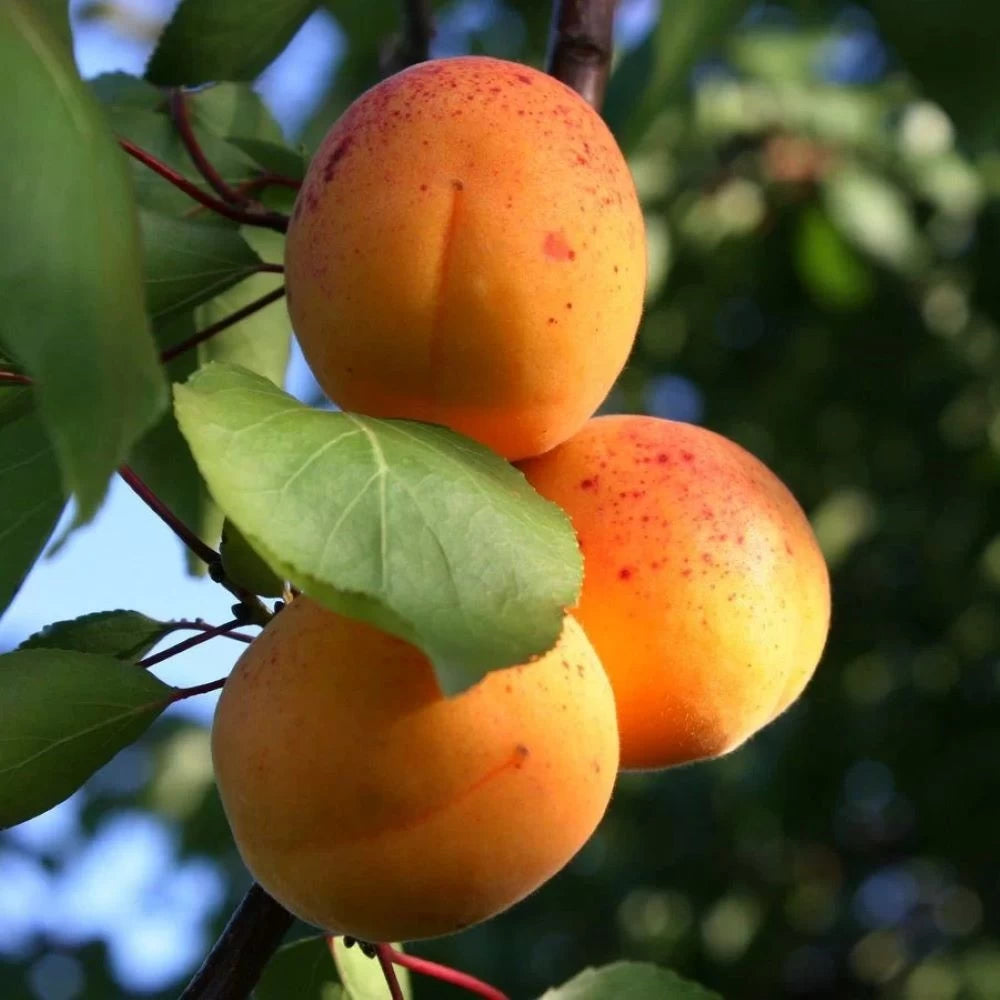 Cais Luizet, Prunus Armeniaca