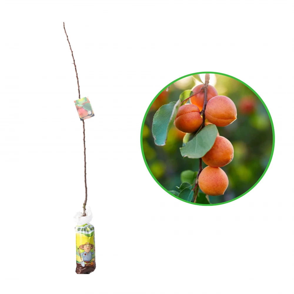 Cais Magyar, Prunus Armeniaca