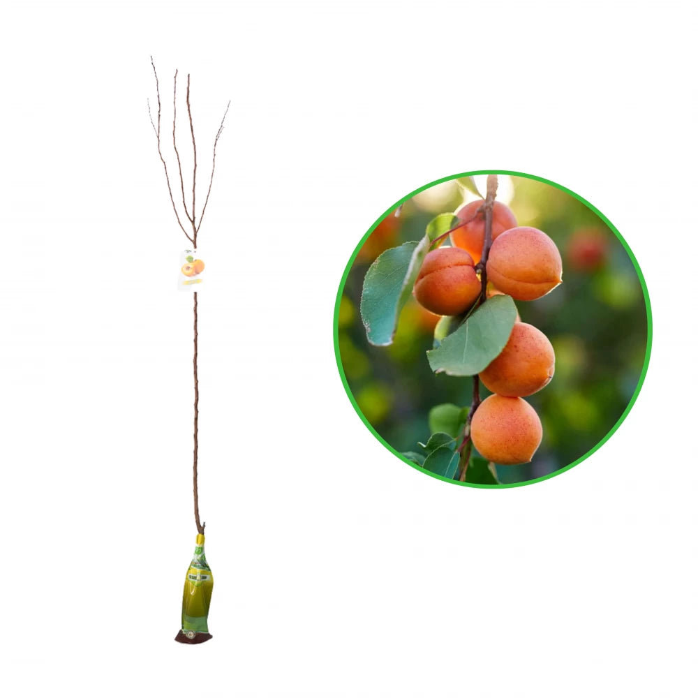 Cais Magyar, Prunus Armeniaca