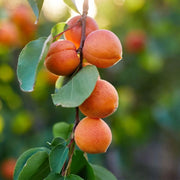 Cais Magyar, Prunus Armeniaca