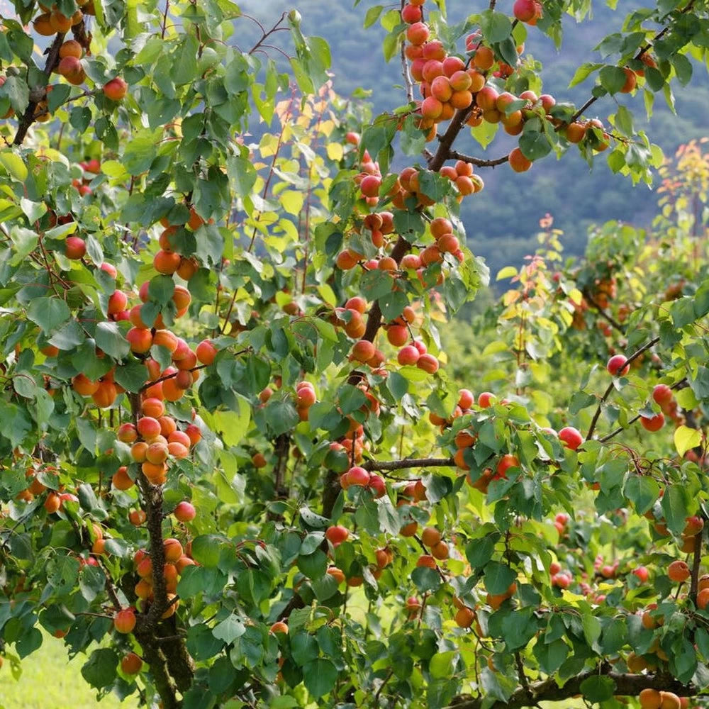 Cais Orange Red, Prunus Armeniaca